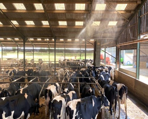 Animal fogger system
